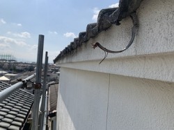 雨樋