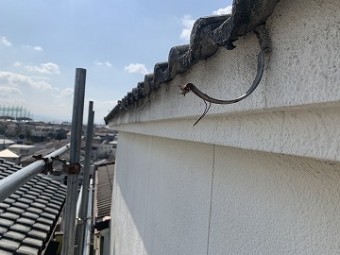 雨樋