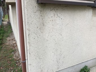 外壁 ツタ