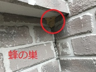蜂の巣