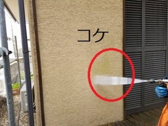 コケ部分の洗浄