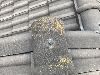 かんぶりのコケ