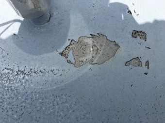 防水層鳥被害