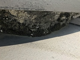 漆喰部分のコケ