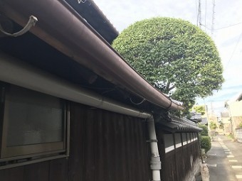 雨樋変形