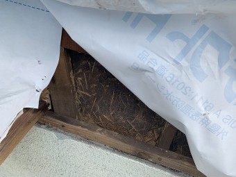 雨養生めくり