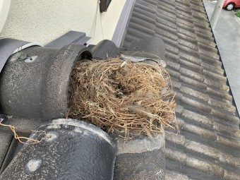 鳥の巣