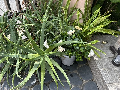 安堵町のお客様の植物