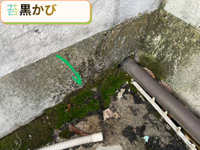 苔カビ
