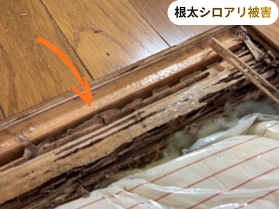 シロアリ被害
