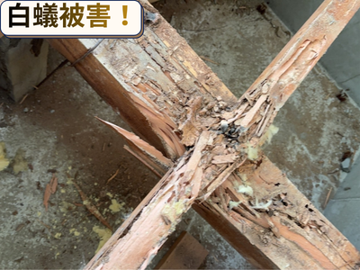 白蟻被害！